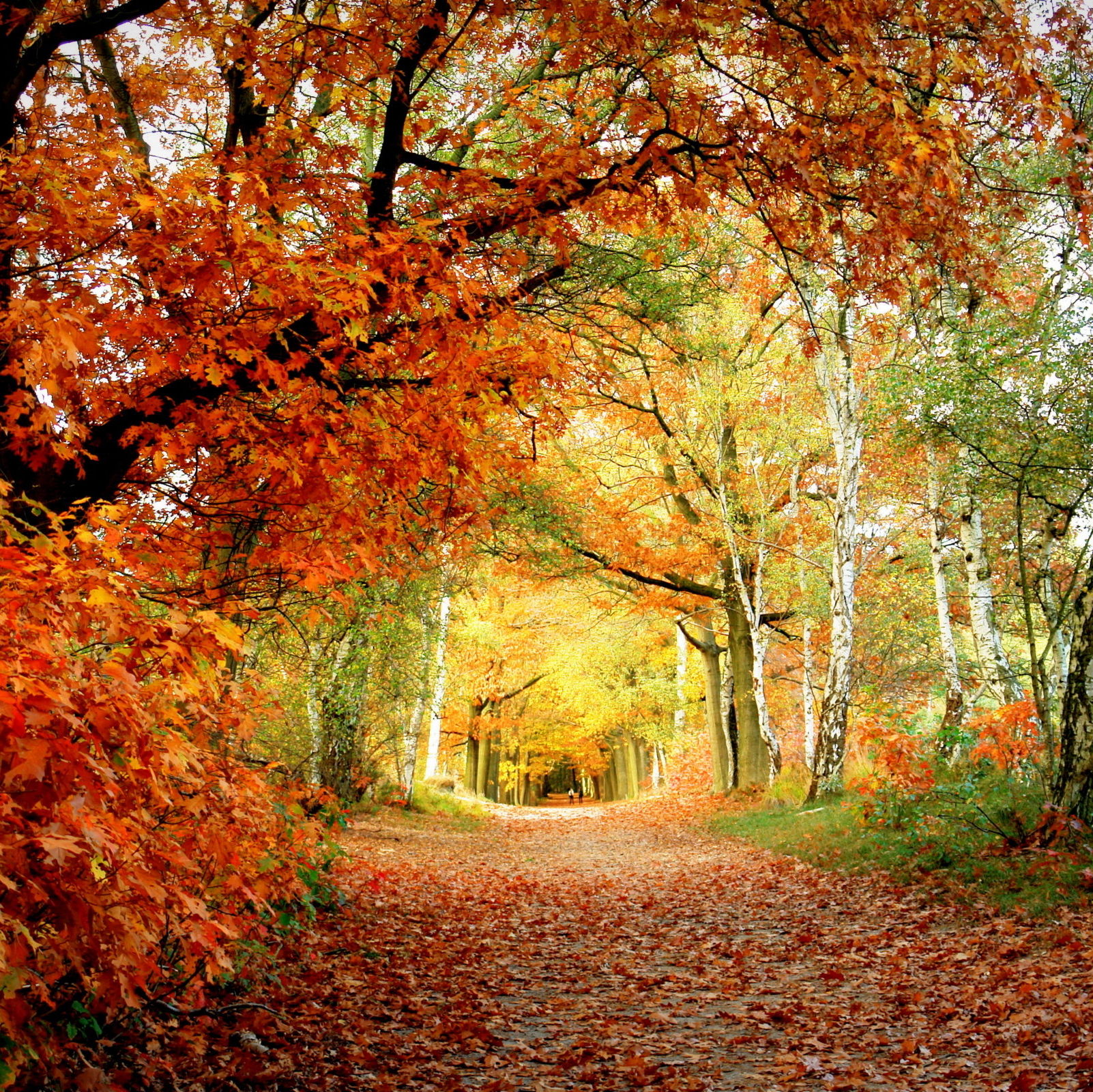 Осень. Осеннее утро. Золотая осень в болдино. Кол сентябрь. Ранняя осень картинки.