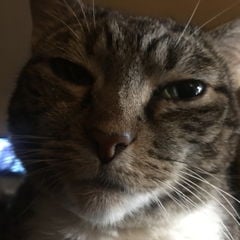 LectroSpaZ