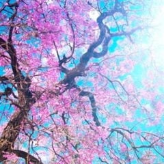 Cherry_Blossom_