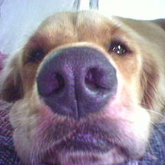 hazelourpup2