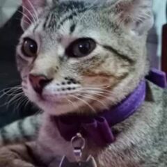 ISLA_32